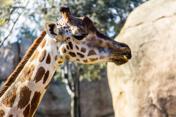 A giraffe, giraffa camelopardalis, in a zoo of Spain
