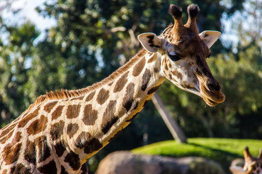 A giraffe, giraffa camelopardalis, in a zoo of Spain