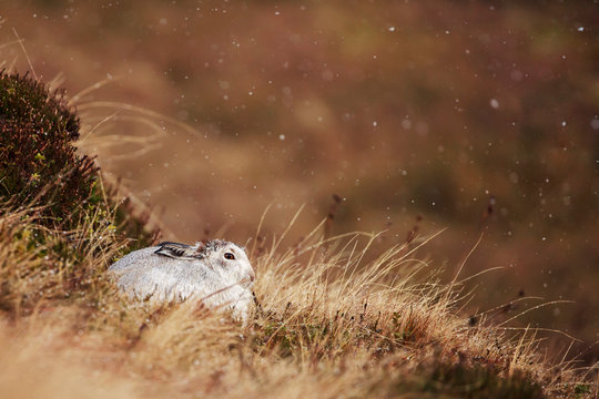 Mountain hare, Lepus timidus in wild heather fields in Scotland