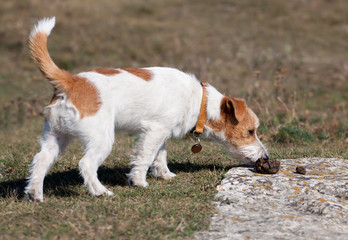 Jack russell dog sniffing in the grass