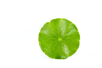 Gotu kola Close up