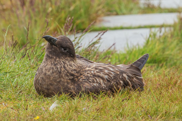 Great Skua looking delighted while nesting