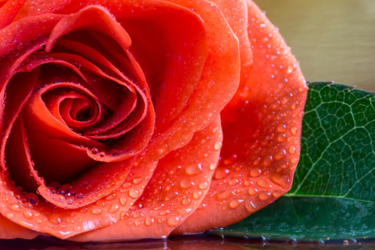 Red rose flower Valentine's day card background