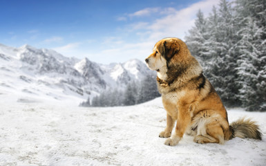 winter time in mountains and big brown dog 