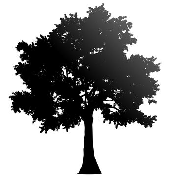 Tree profile silhouette isolated - black gradient detailed - vector