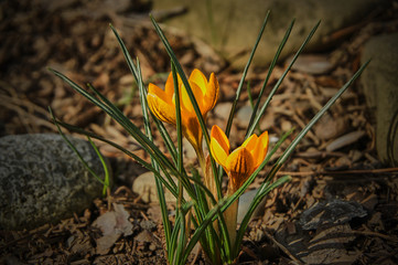 Crocuses grow among the stones. Close-up of two yellow crocuses, on a blurred background of stones. Selective focus. Delicate spring format for any design.