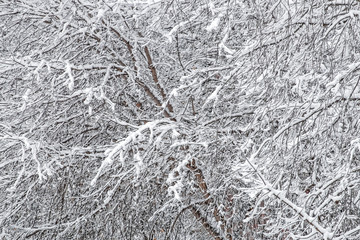 The first snow on the branches of trees. Maple covered with fluffy white snow flakes.Light blue toning.