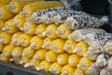 Fresh corn with close up view.