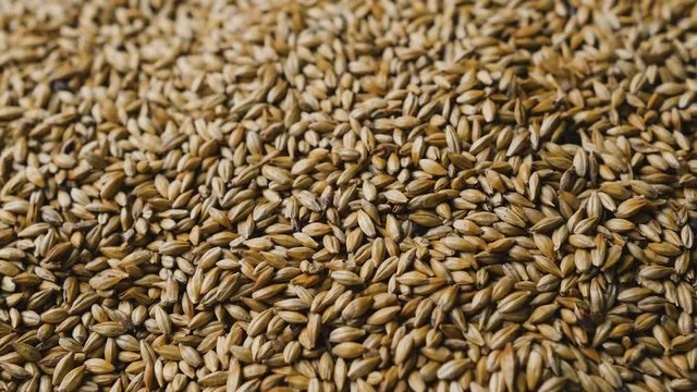 Barley seed. Lot of fresh grains of wheat close-up. Wheat background.  View from the top. Malt for beer production.