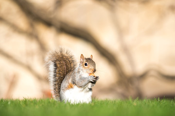 Fluffy brown squirrel eating a nut on green grass