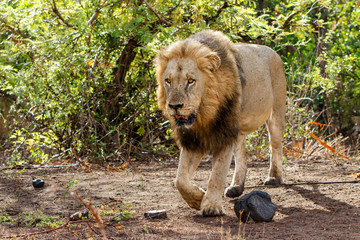 Big dominant male Lion walking  - Kruger National Park - South Africa