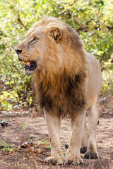Big dominant male Lion    - Kruger National Park - South Africa