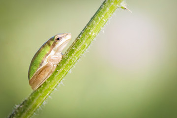 Green desert tree frog single, isolated on green branch, macro closeup with clean background and copy space, habitat, biodiversity, environment, earth