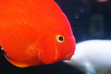 Ornamental fish in aquarium