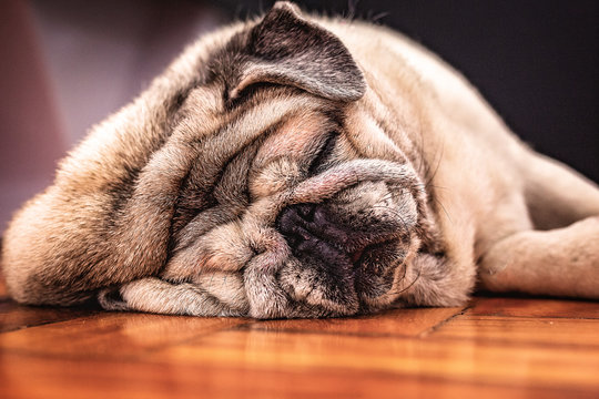 Close-up of a Pug dog's face. Fat dog with many wrinkles on his face. Dog with funny face. Background image for humor, sad dog.
