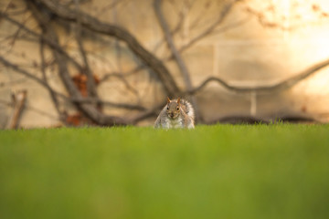 Fluffy brown squirrel eating a nut on green grass