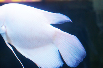 Ornamental fish in aquarium