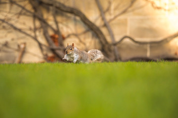 Fluffy brown squirrel eating a nut on green grass