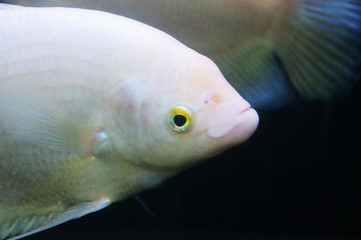 Ornamental fish in aquarium