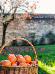 persimmon fruits in a basket in  orchard