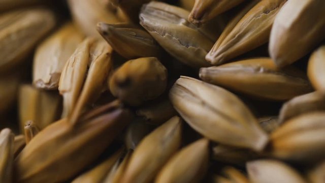 Macro shot of wheat, barley, malt grains. Barley seed. Lot of fresh grains of wheat close-up.