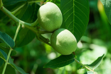 walnut tree
