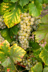 Fototapeta premium Sigolsheim. Vignoble alsacien, Haut-Rhin, Alsace. Grand Est