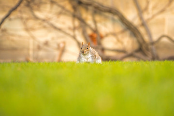 Fluffy brown squirrel eating a nut on green grass