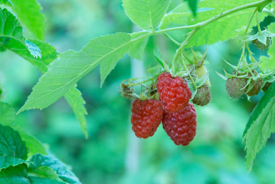 raspberry bush close up