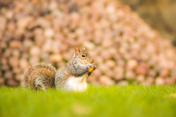 Obraz premium Fluffy brown squirrel eating a nut on green grass