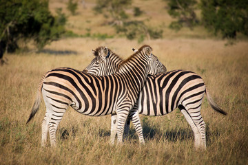 Fototapeta na wymiar Two zebras, South Africa