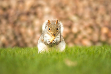 Naklejka na ściany i meble Fluffy brown squirrel eating a nut on green grass