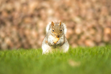 Fluffy brown squirrel eating a nut on green grass