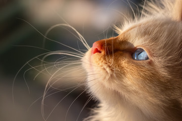 Nahaufnahme einer red-point Birma-Mix-Katze im Profil