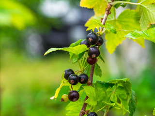 Black currant Bush with berries