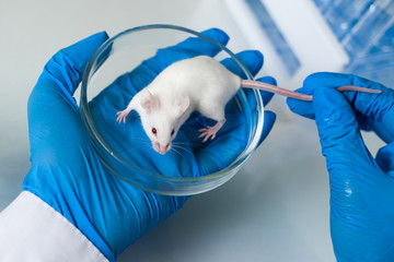 Scientist holding white laboratory mouse in hands