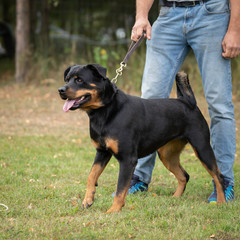 German Rottweiler dog on natural background summer season,training process.