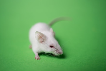 Experimental mice in science