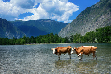 Fototapeta na wymiar Beautiful landscape with bulls in the water in the Valley Chulyshman. Altai Republic, Russia