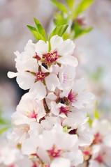 Beautiful tender flowers of almond tree in spring.
