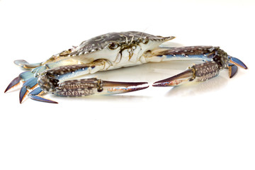 Flower crab, Blue crab, Blue swimmer crab (Portunus pelagicus) isolated on white background