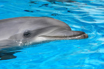 Naklejka premium Closeup dolphin in the water