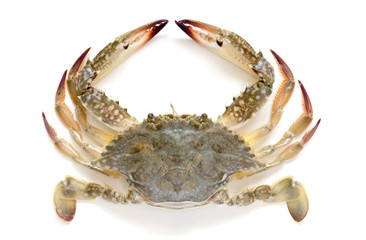 Flower crab, Blue crab, Blue swimmer crab (Portunus pelagicus) isolated on white background © Somprasong
