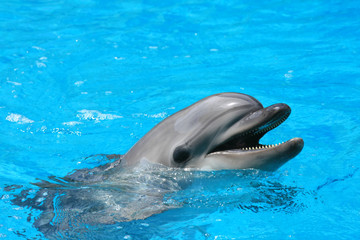 Close up of a dolphin in the water at dolphinarium