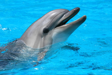 Close up dolphin in the water