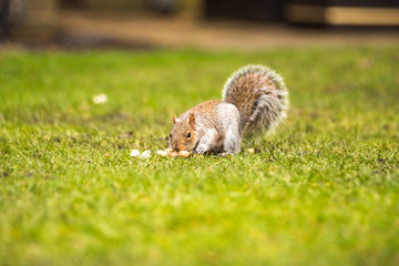 Fluffy brown squirrel eating a nut on green grass