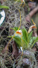 Exotic orchids in the botanical garden.