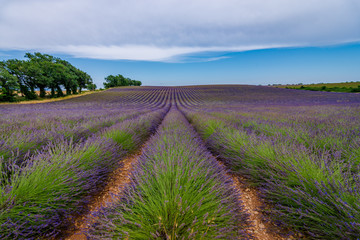 Valensole, Provence, France