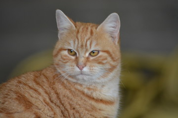 Gatos salvajes del campo