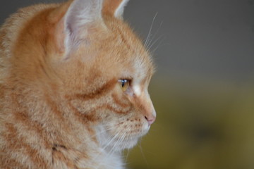 Gatos salvajes del campo